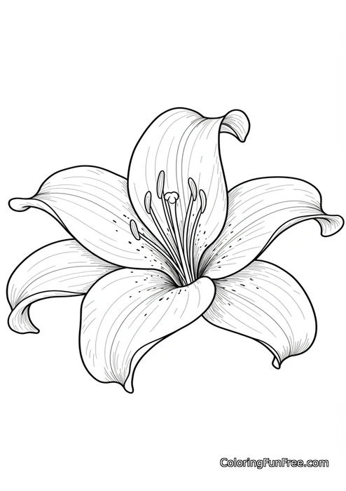 Elegant lily flower