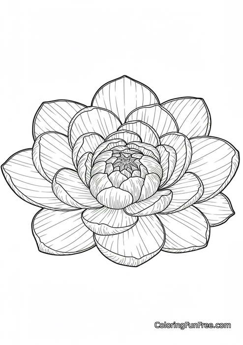 Succulent plant top view