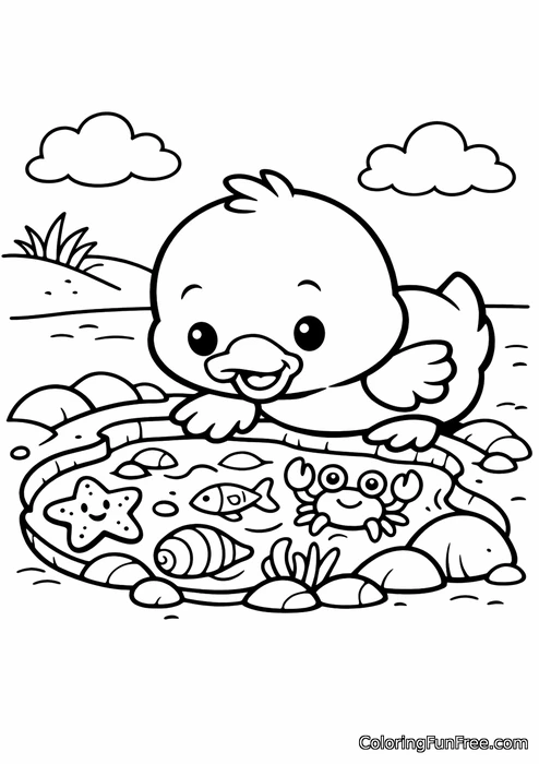 Baby duck exploring a tide pool at the beach