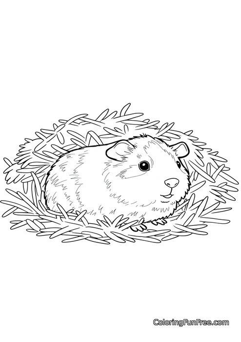 Guinea pig in hay nest