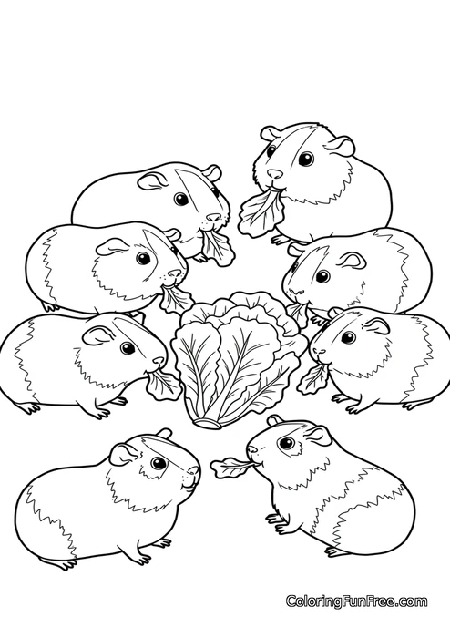 Guinea pigs eating lettuce