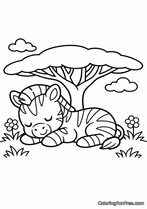 Zebra foal napping under a big umbrella acacia tree